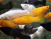 Molly Voile Assortis