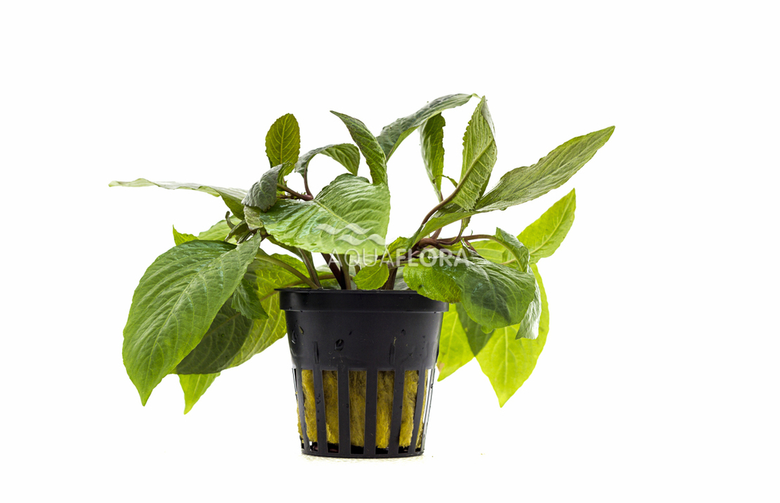 Hygrophila Corymbosa 'stricta' - Pe