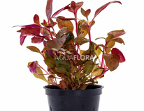 Alternanthera Reineckii - Pe