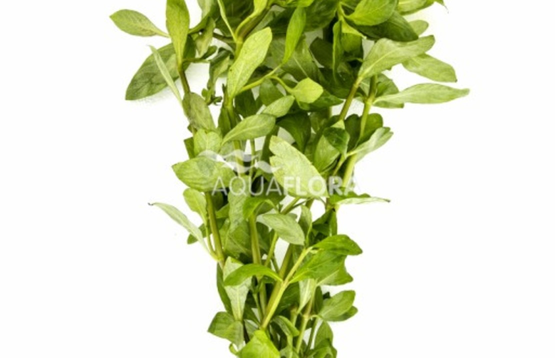 Hygrophila Polysperma - Ba