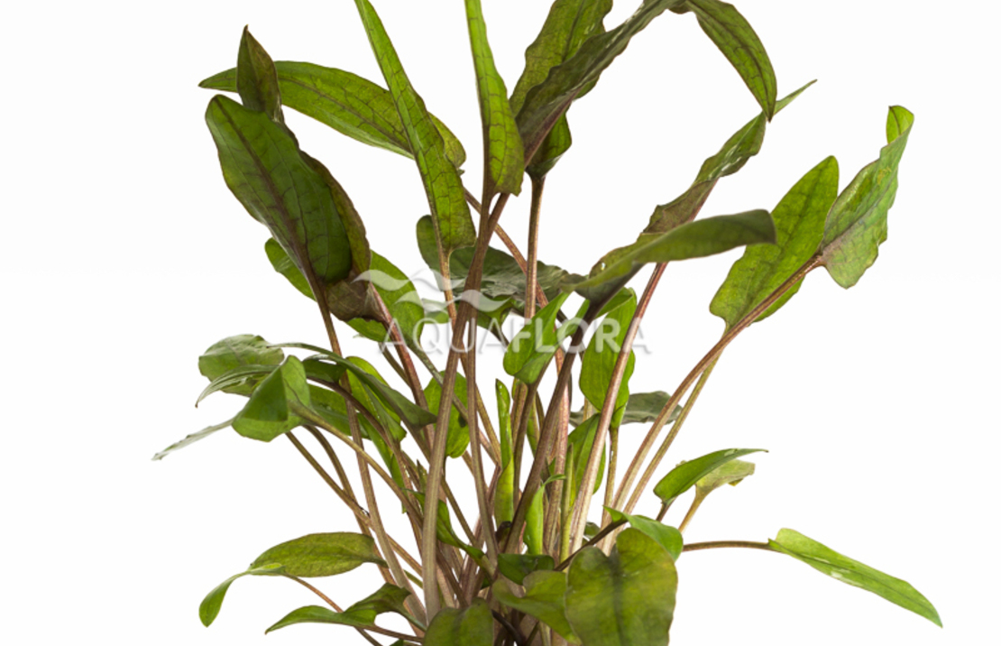 Cryptocoryne Wendtii 'brown' - Pe