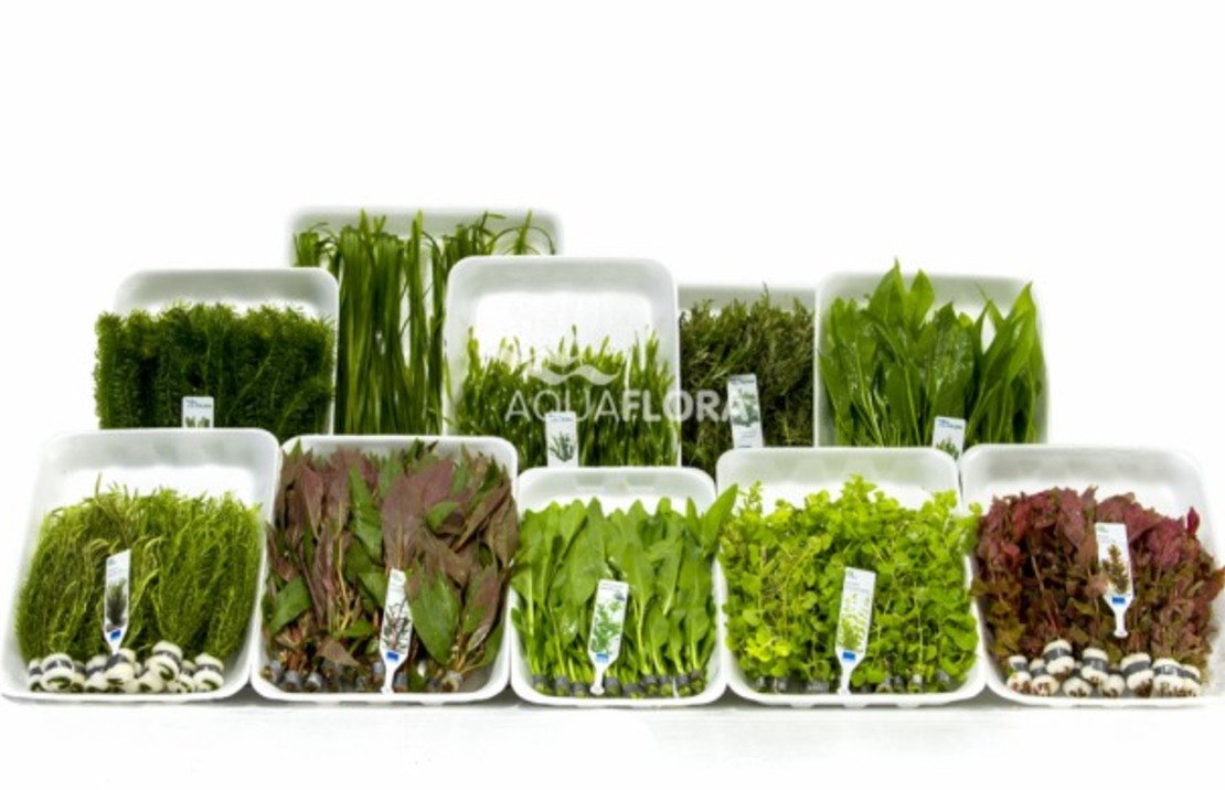 Ass. 12: 10x10 (100) Bunches - As