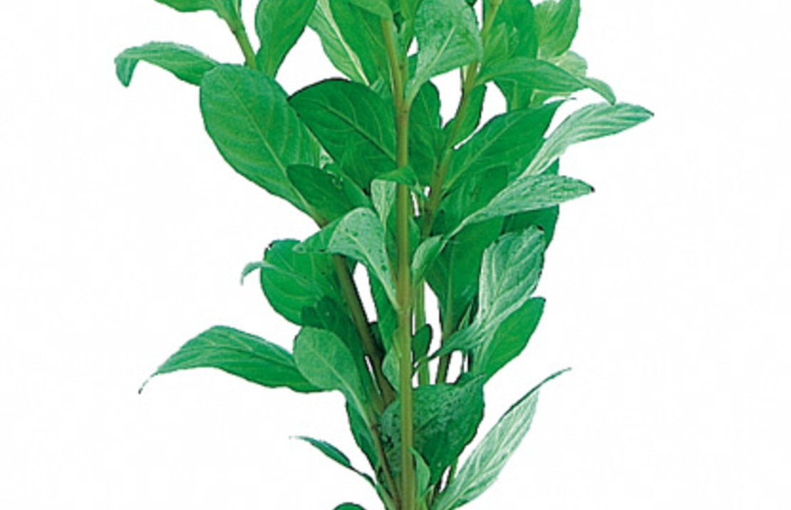 Hygrophila Polysperma - Ta