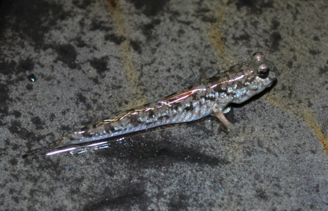 Sauteur De Vase Novemradiatus