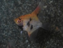 Scalaire Panda Goldhead